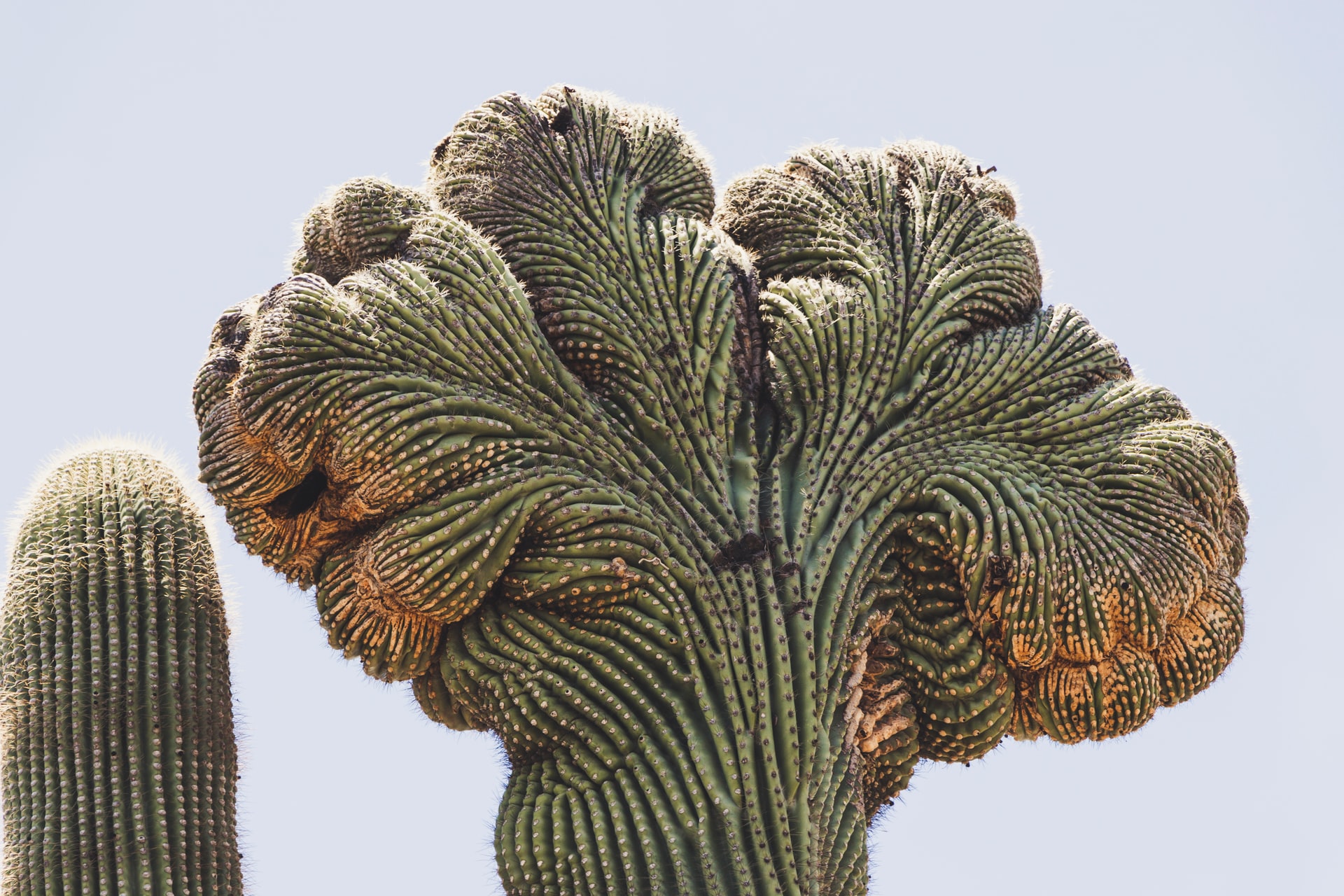 サボテンがいっぱい デザート ボタニカルガーデン Desert Botanical Garden アリゾナ