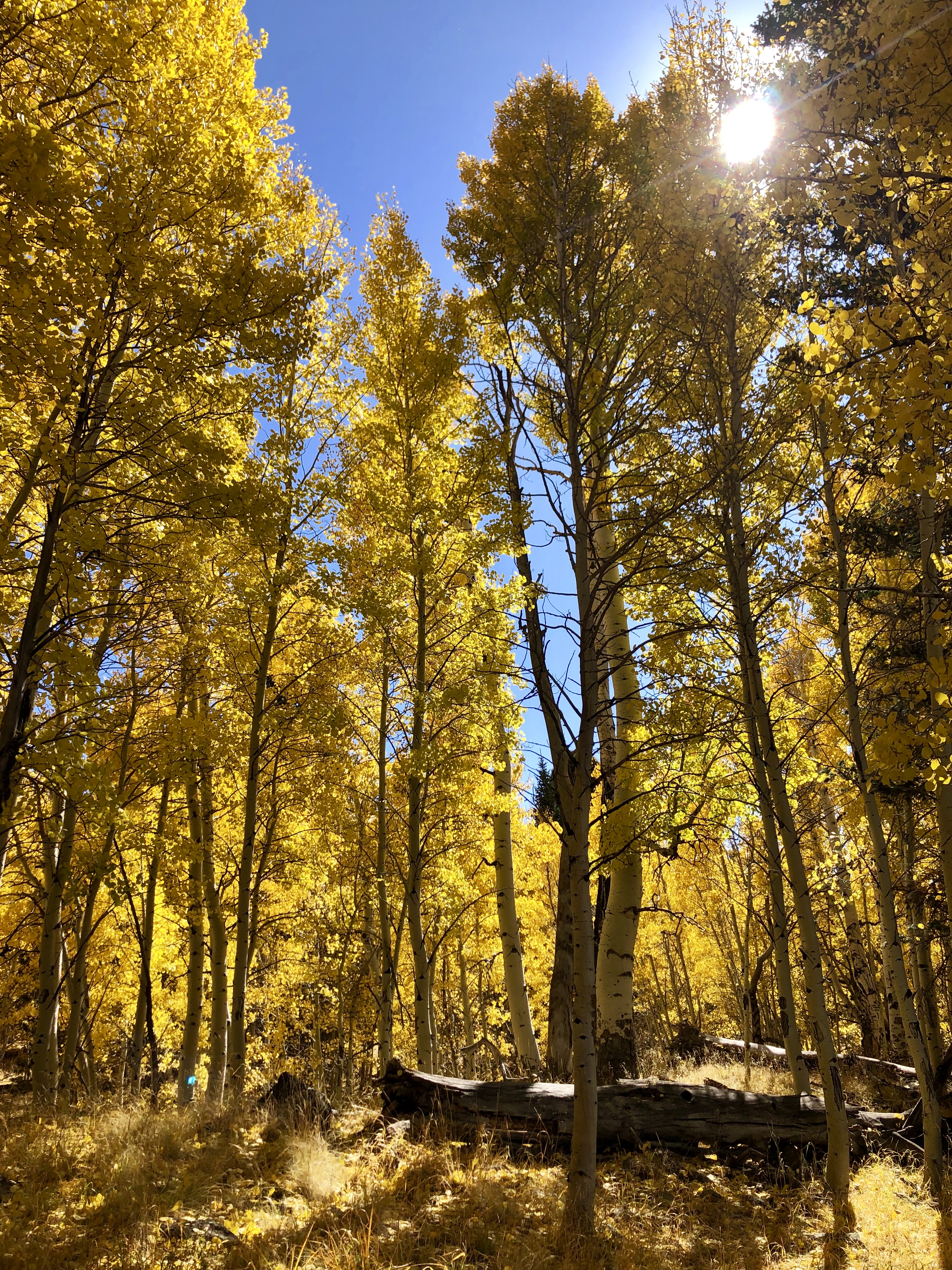 アリゾナでも楽しめる秋の紅葉 フラッグスタッフのアスペン ネイチャー ループ トレイル Aspen Nature Loop Trail アリゾナ