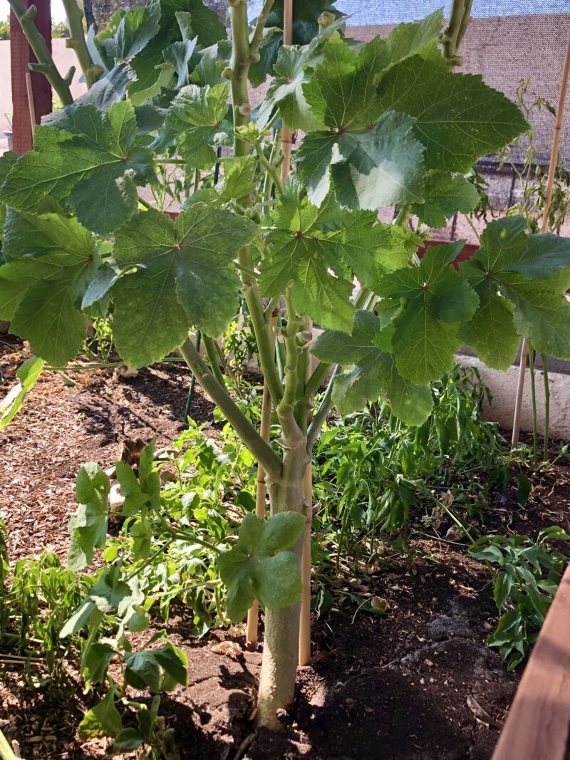 アリゾナで家庭菜園 年9月に育っている野菜と蒔いた種 アリゾナ